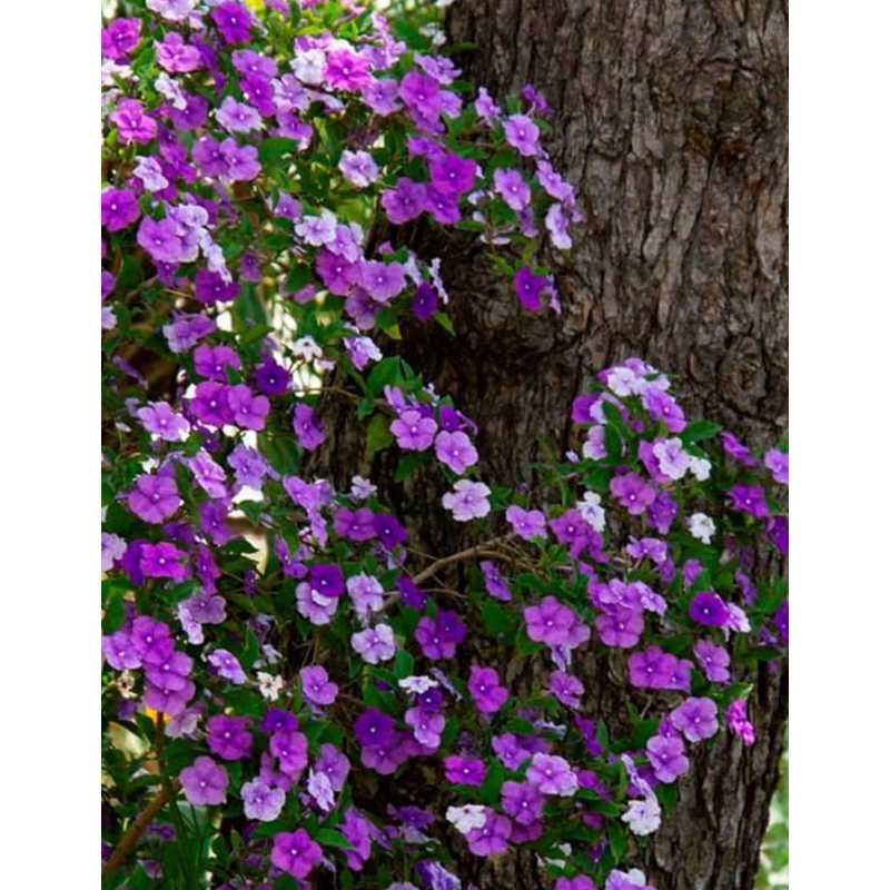 1 keratan Melur YTT bunga 3 hari 3 warna Wangi ( 1 cutting ) | Shopee ...