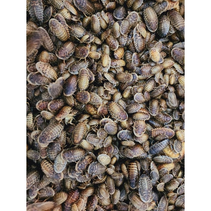 DUBIA ROACHES HIGH PROTEIN PET FEEDER MIX SIZE Shopee Malaysia