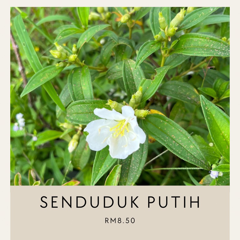 pokok herbal senduduk putih | Shopee Malaysia