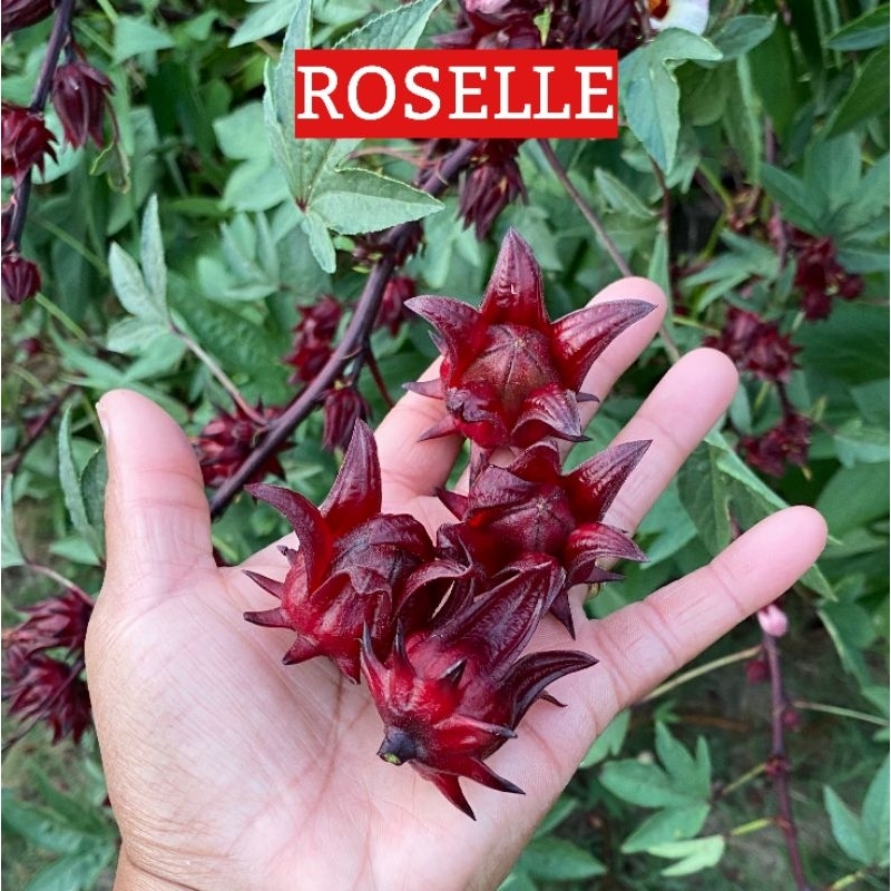 BIJI BENIH ROSELLE.ROZEL.RIBENA(50 SEEDS) | Shopee Malaysia