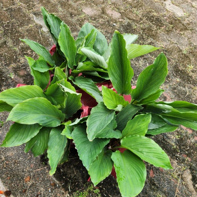 Manfaat kunyit hitam🌱🌱🌱 black turmeric Curcuma caesia Shopee Malaysia