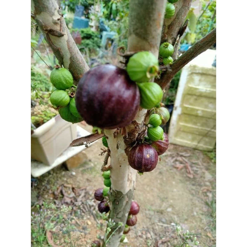 大巨红树葡萄 Anggur Brazil Buah Besar | Shopee Malaysia