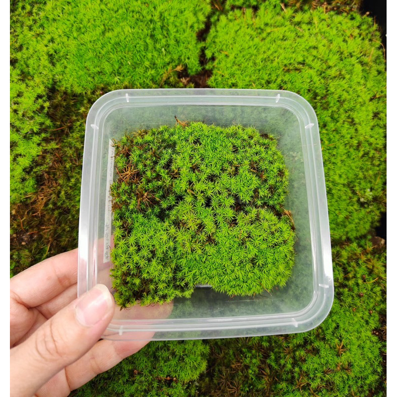 NMS / Bartramia pomiformis / Apple Moss (7cm x 7cm Container