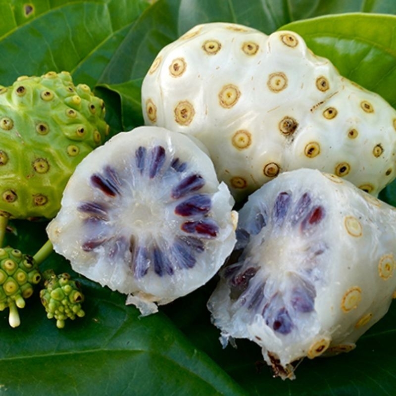 Mengkudu (Morinda citrifolia): Rahasia Alam untuk Daya Tahan Tubuh, Antioksidan, dan Anti-Inflamasi