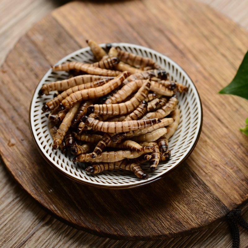 Vacuum Fresh Worm Arowana Bird Pet Food Dubia Cockroach Cricket ...