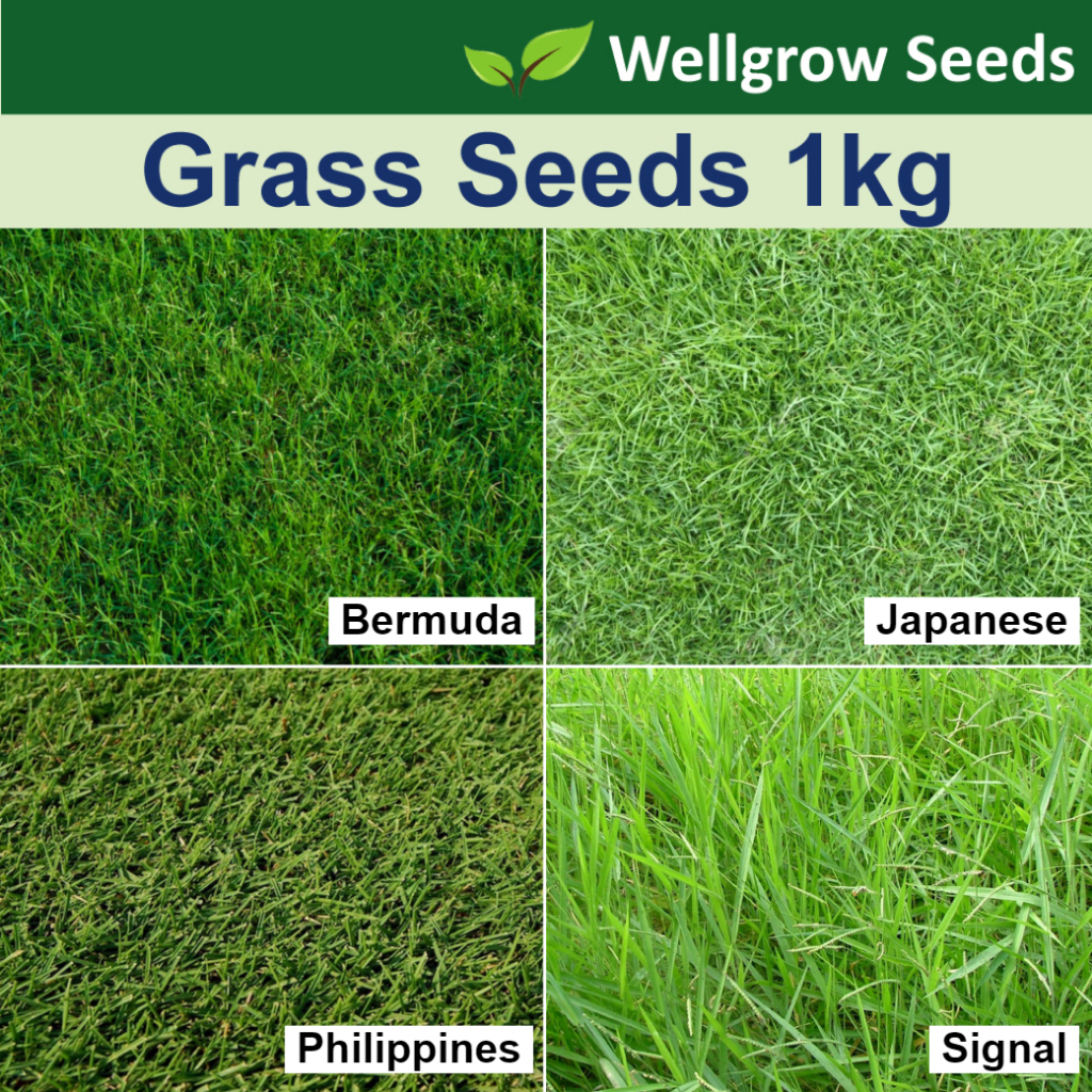 Grass Seeds Assorted 1kg (Bermuda/Japanese/Philippines/Signal) Benih
