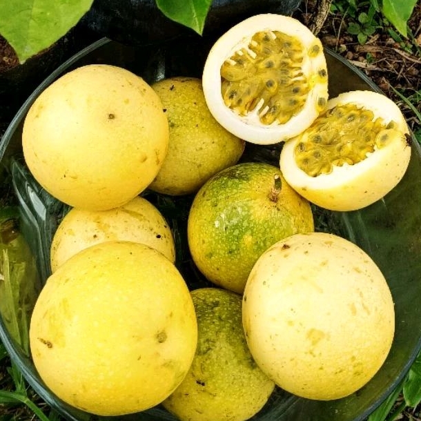 FREE SHIPPING 500g 1kg Aroma Ros buah segar Markisa kuning/pokok/yellow ...
