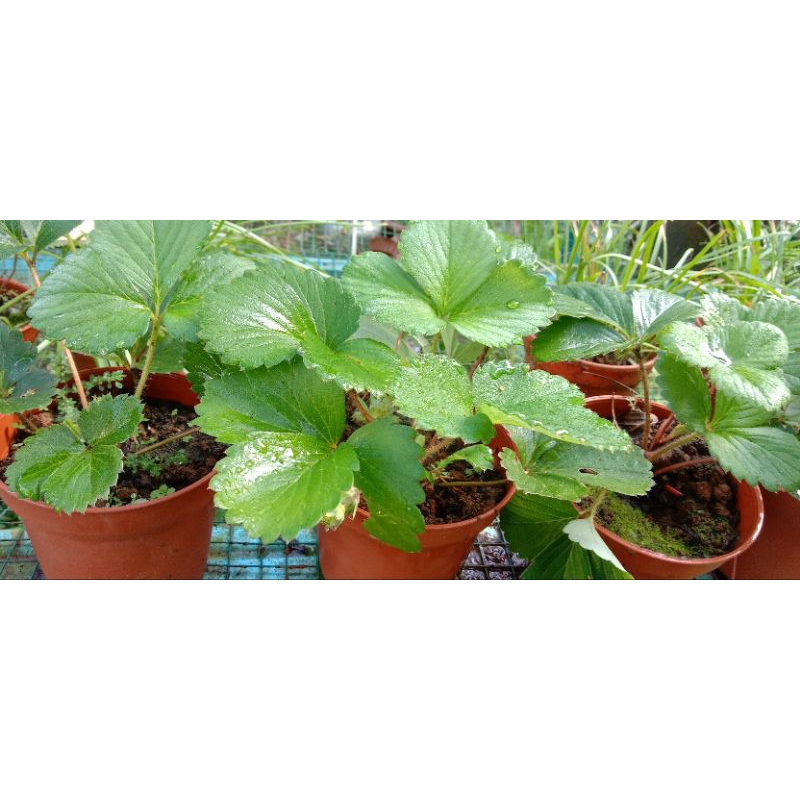 POKOK STRAWBERI TANAH RENDAH. | Shopee Malaysia