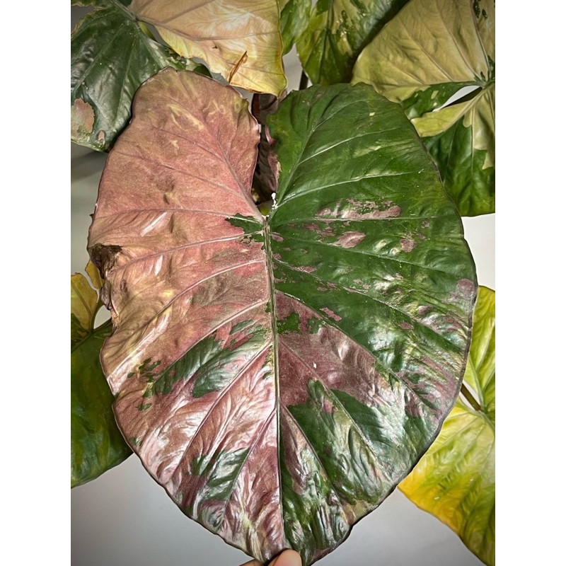 2x Alocasia serendipity var+Epimable var（Alocasia