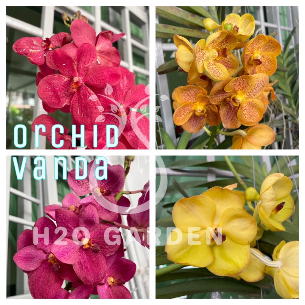 H2O - Vanda Orchid 万代兰 Live Plant | Shopee Malaysia