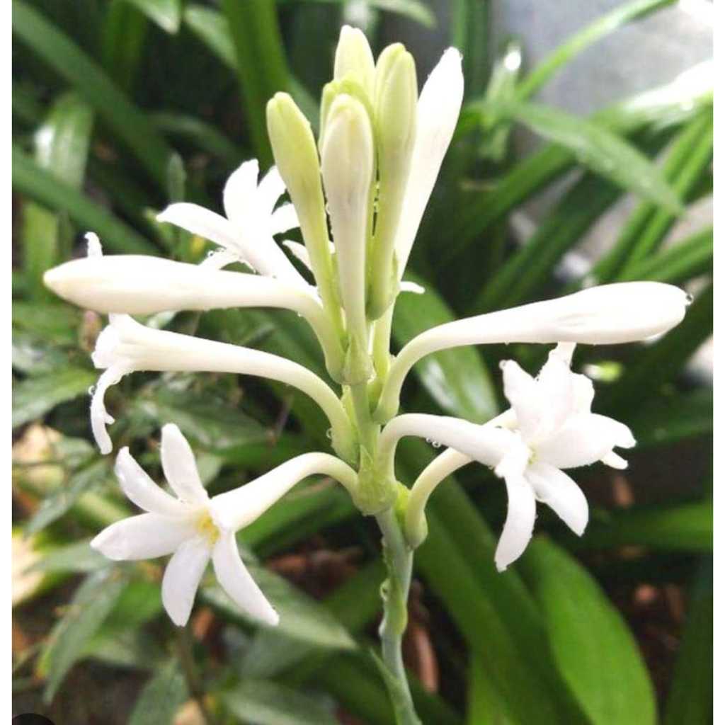 LIVE PLANT-SAMPANGI FLOWER/TURBOROSE | Shopee Malaysia