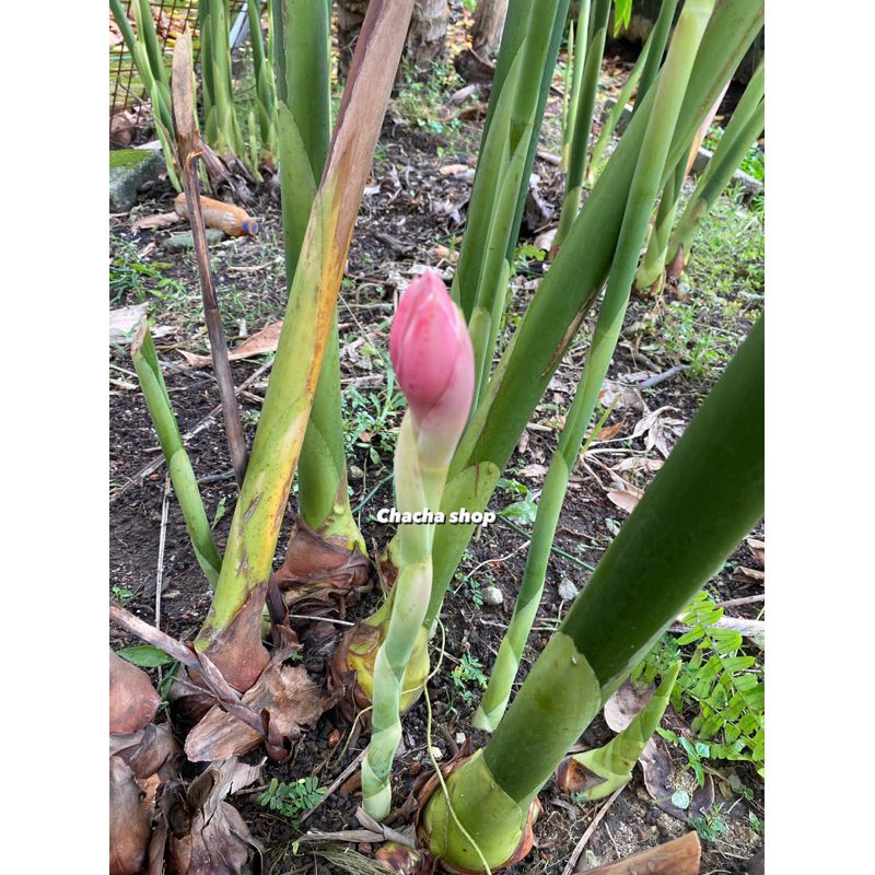 BUNGA KANTAN SEGAR PETIK DARI KEBUN/GINGER FLOWER/BUNGA LAKSA (RM2.00/SEBATANG) Shopee Malaysia