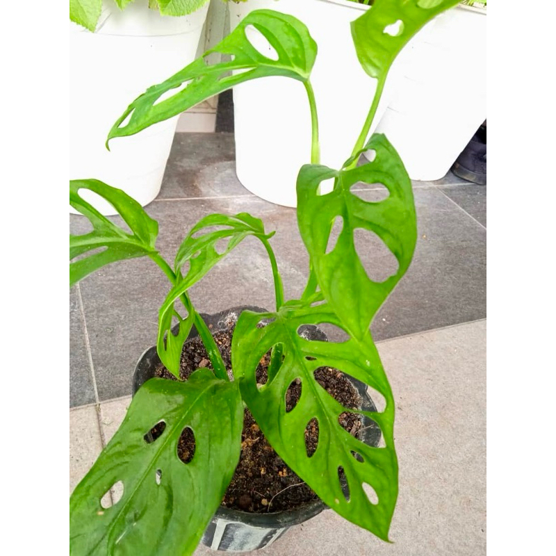 [Buy 2 Free 1] Keratan Batang Monstera adansonii Keladi Daun Lubang ...