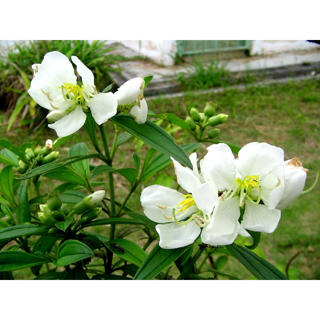 POKOK SENDUDUK PUTIH / anak pokok | Shopee Malaysia