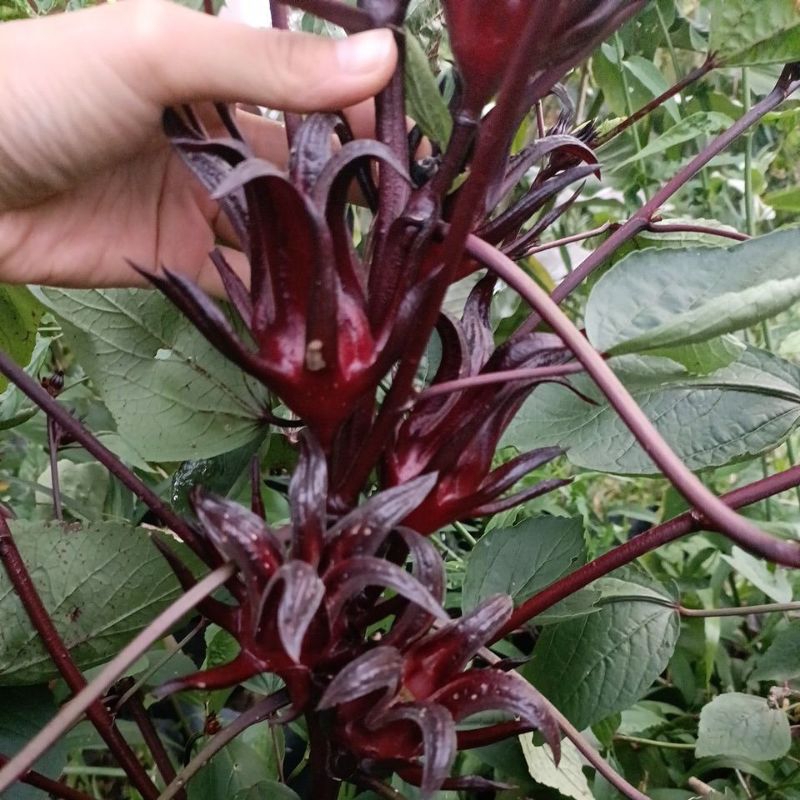 Biji benih ROSELLE Merah / Putih / Belang Candy Stripe / Morocco Red ...