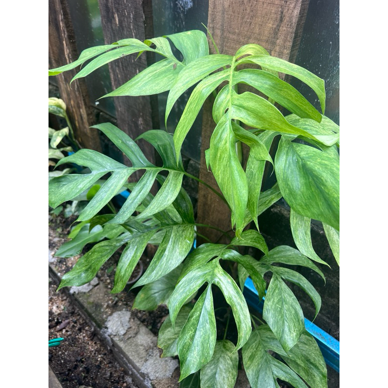 Mostera Epipremnum Pinnatum Mint(EP mint) | Shopee Malaysia