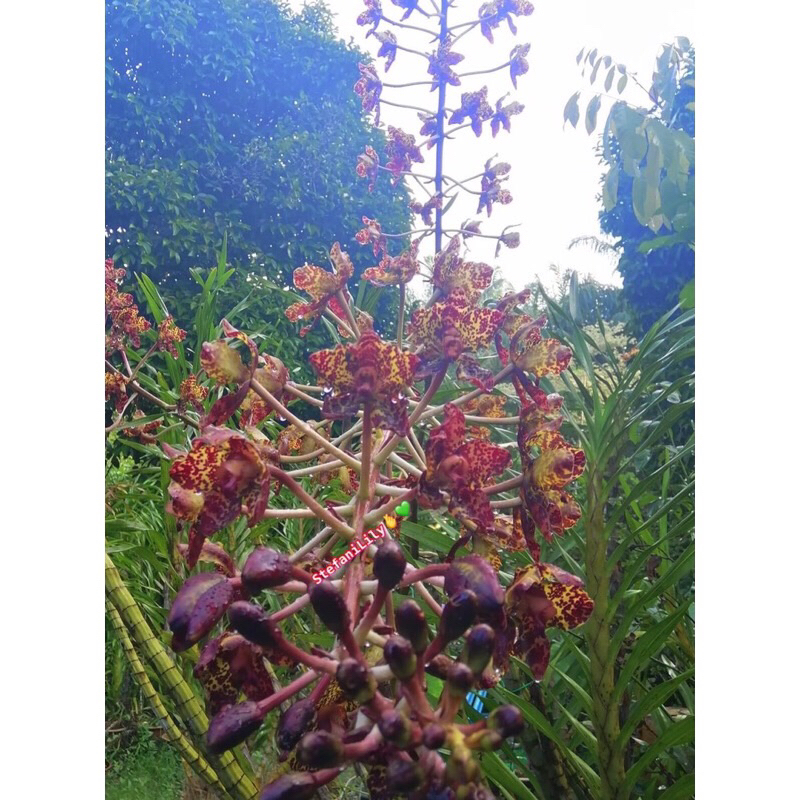 Orkid Grammatophyllum Speciosum(orkid harimau) | Shopee Malaysia