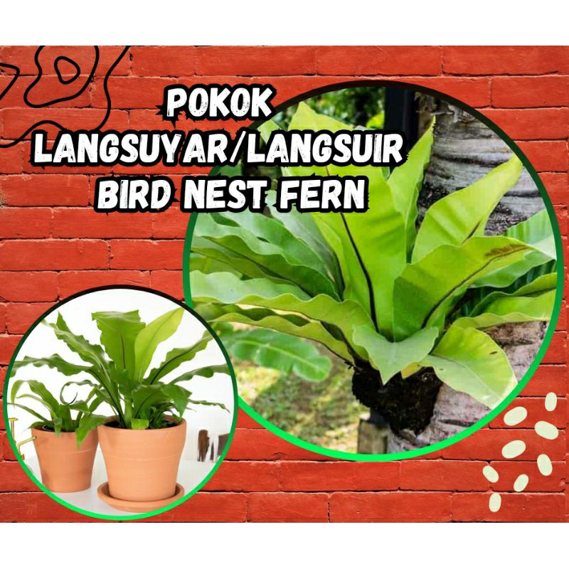 Pokok Langsuyar Langsuir Bird Nest Fern Shopee Malaysia