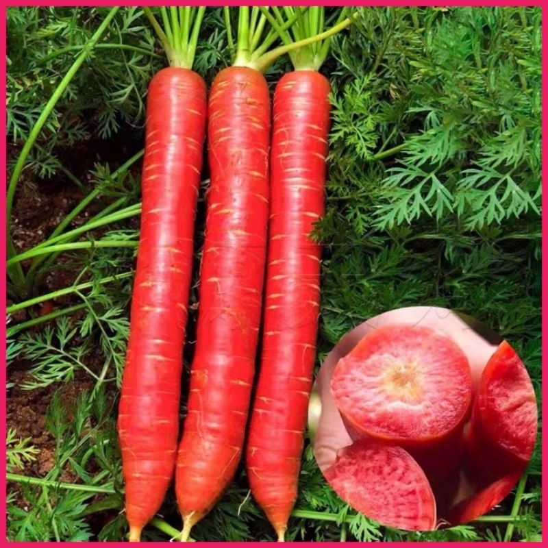 Red Carrot Seeds Biji Lobak Merah High Quality Vegetable Seeds For