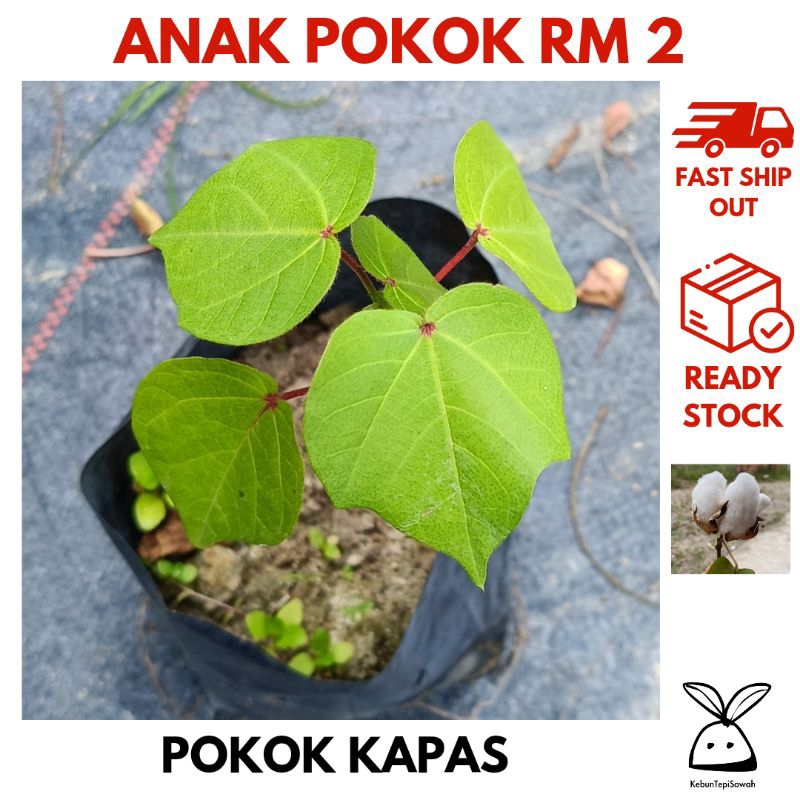 Anak pokok kapas (usia sebulan) | Shopee Malaysia