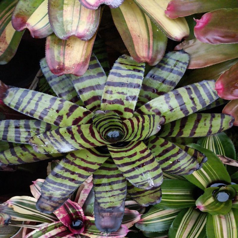 ブロメリア・エアープランツ Neoregelia Cat Pajamas Neoregelia 'Cat's Pajamas' – bromeliad.com