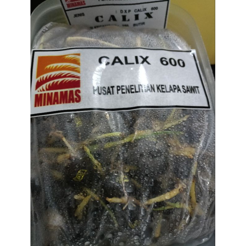 CAMBAHAN SAWIT / BENIH SAWIT ( CALIX 600 ) | Shopee Malaysia