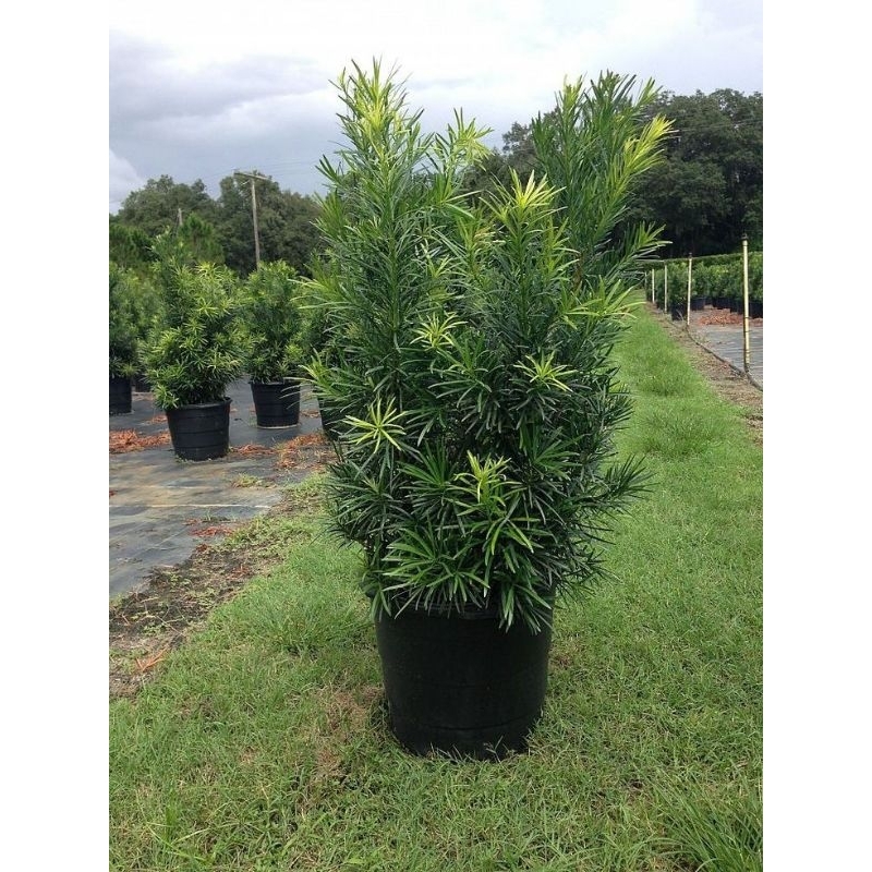 Pokok Podocarpus Macrophyllus | Shopee Malaysia