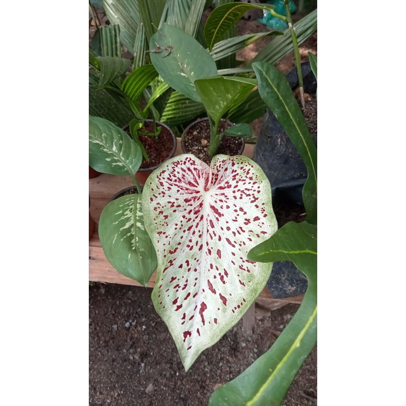 caladium thousand star (pokok dah besar dan rimbun) nak tengok pokok ...