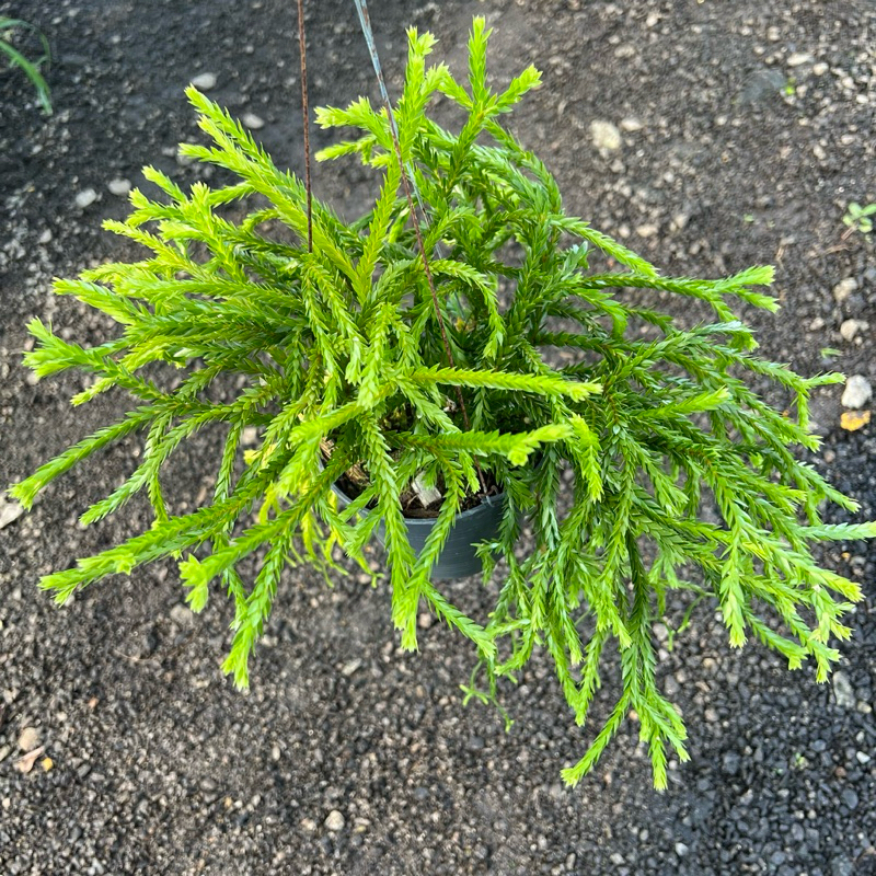 Huperzia Triangle Satun Fern (Sanggul Puteri) | Shopee Malaysia