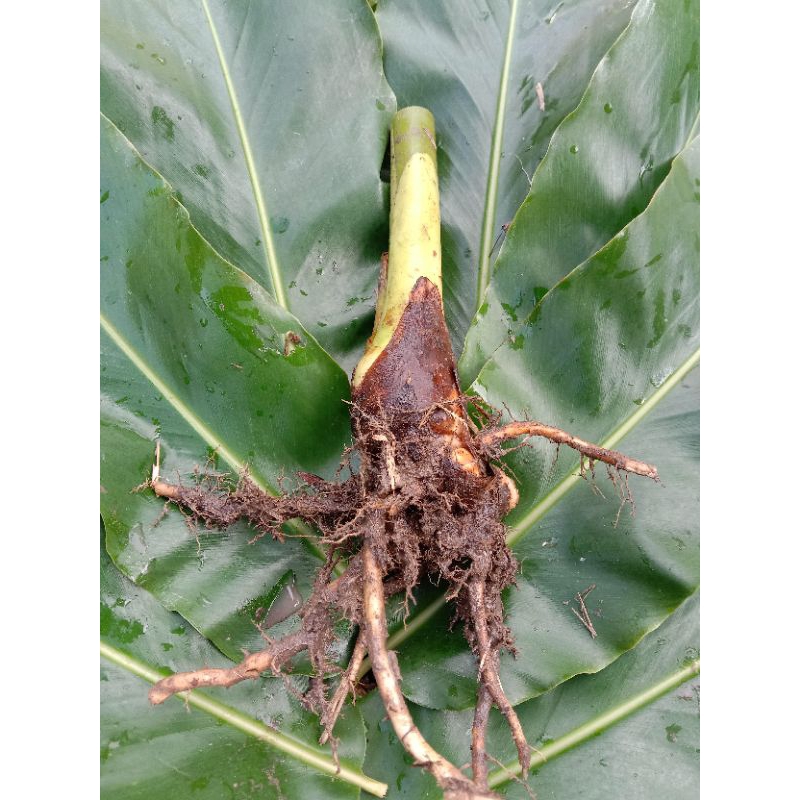 1 rizom pokok kantan pink berakar tanpa polibeg | Shopee Malaysia