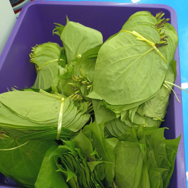 Daun sireh 50 helai sepek | Shopee Malaysia