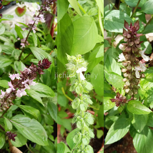 Mixed 7 9 keratan cutting basil selasih lemon basil cinnamon basil