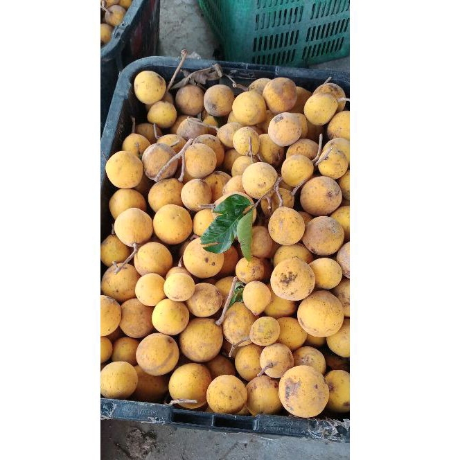 🔥LIMITED STOCK🔥 BUAH SENTUL/SETOI 1KILO READY STOCK | Shopee Malaysia