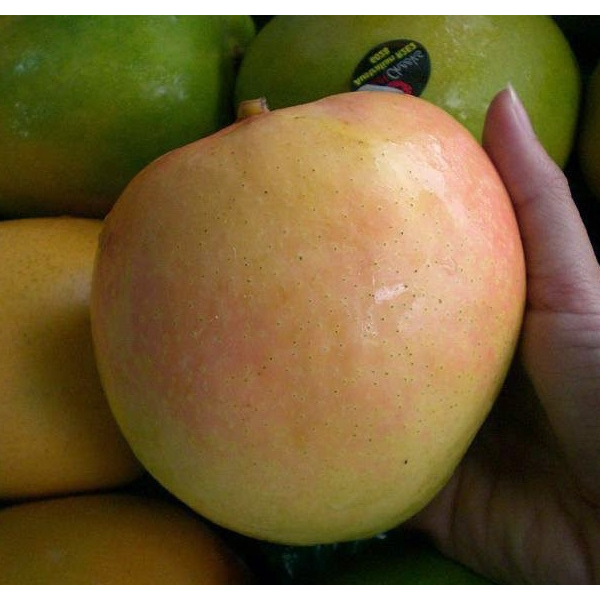 Anak Pokok Mangga Taiwan R2E2 | Shopee Malaysia
