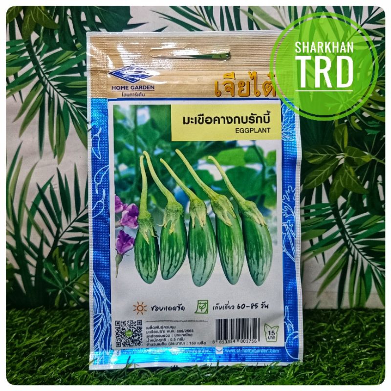 Paket 150 Biji Seeds Terung Telunjuk Chia Tai Home Garden Biji Benih Terung Ulam Thai Premium 0176