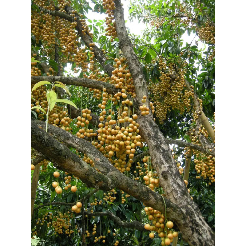 1kg Buah Rambai Terengganu | Shopee Malaysia