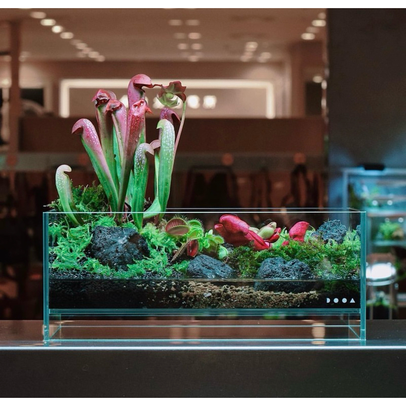 ADA DOOA NEO GLASS AIR 30cm水槽 2個 ADA LAB TOKYO | . DOOA