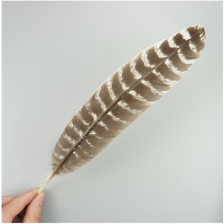 Big Long Feather Eagle wild turkey tail bird pheasant feathers bulu ...