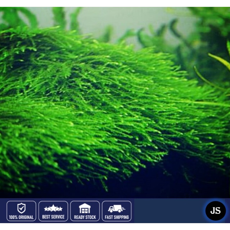 🔥Buy 3 Free 1 Premium Java Moss🔥Aquatic Live Plant Java Moss ( Pokok
