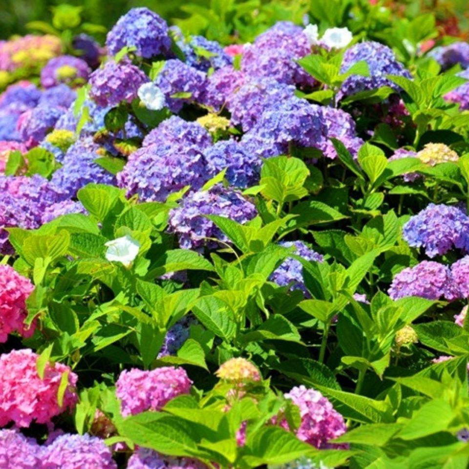 (Random Color) Hydrangea | Shopee Malaysia
