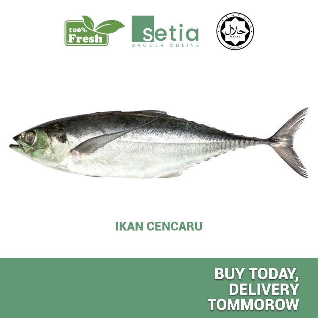 IKAN CENCARU SEGAR 1 KG | Shopee Malaysia