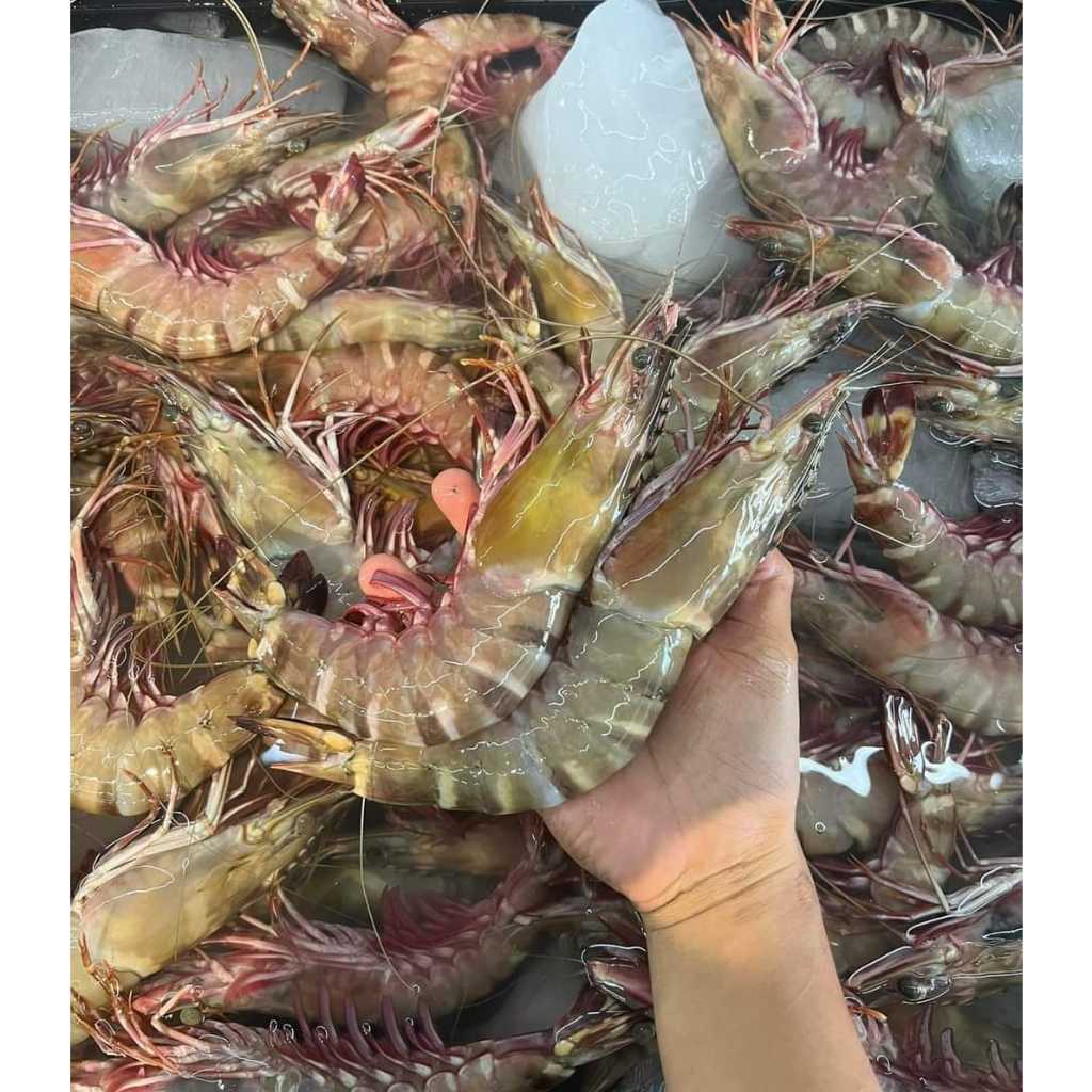 Sabah Deep Sea Tiger Prawn 沙巴深海老虎虾 (per piece) | Shopee Malaysia