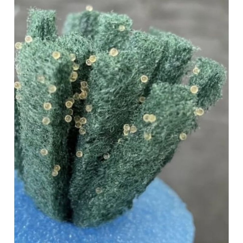 Daisys Blue Rice Fish Eggs ( Oryzias woworae )(Limited Stock) | Shopee ...