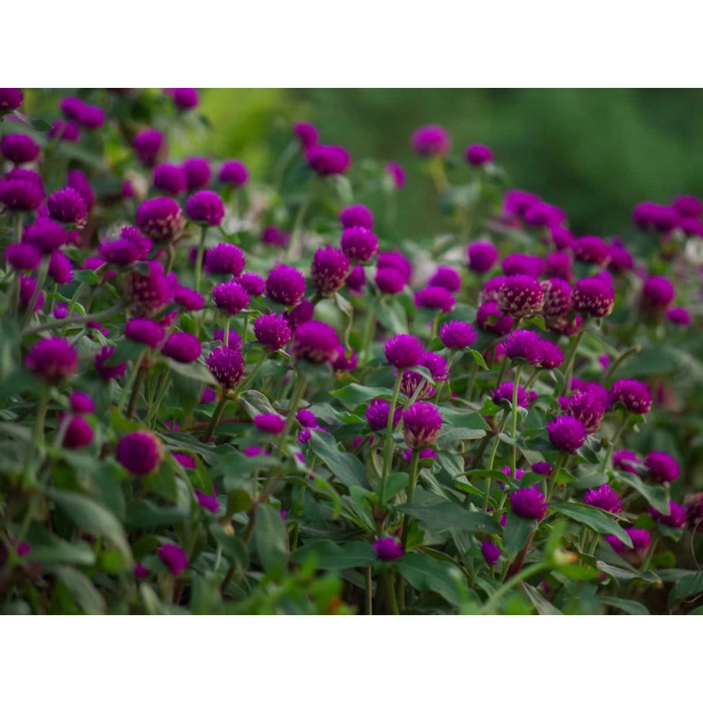 Gomphrena globosa, Vaada malli, bunga butang Pokok Hidup globe amaranth ...