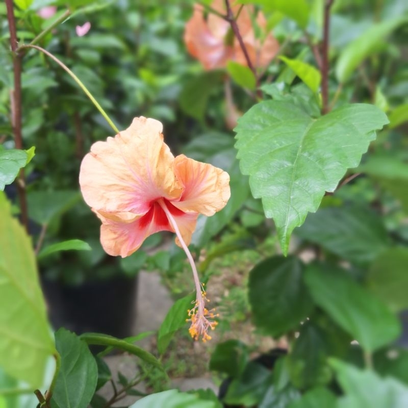 Pokok bunga raya kampung warna merah / Tahan Panas | Shopee Malaysia