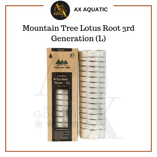 Mountain Tree Lotus Root 3rd Generation (L) | Shopee Malaysia
