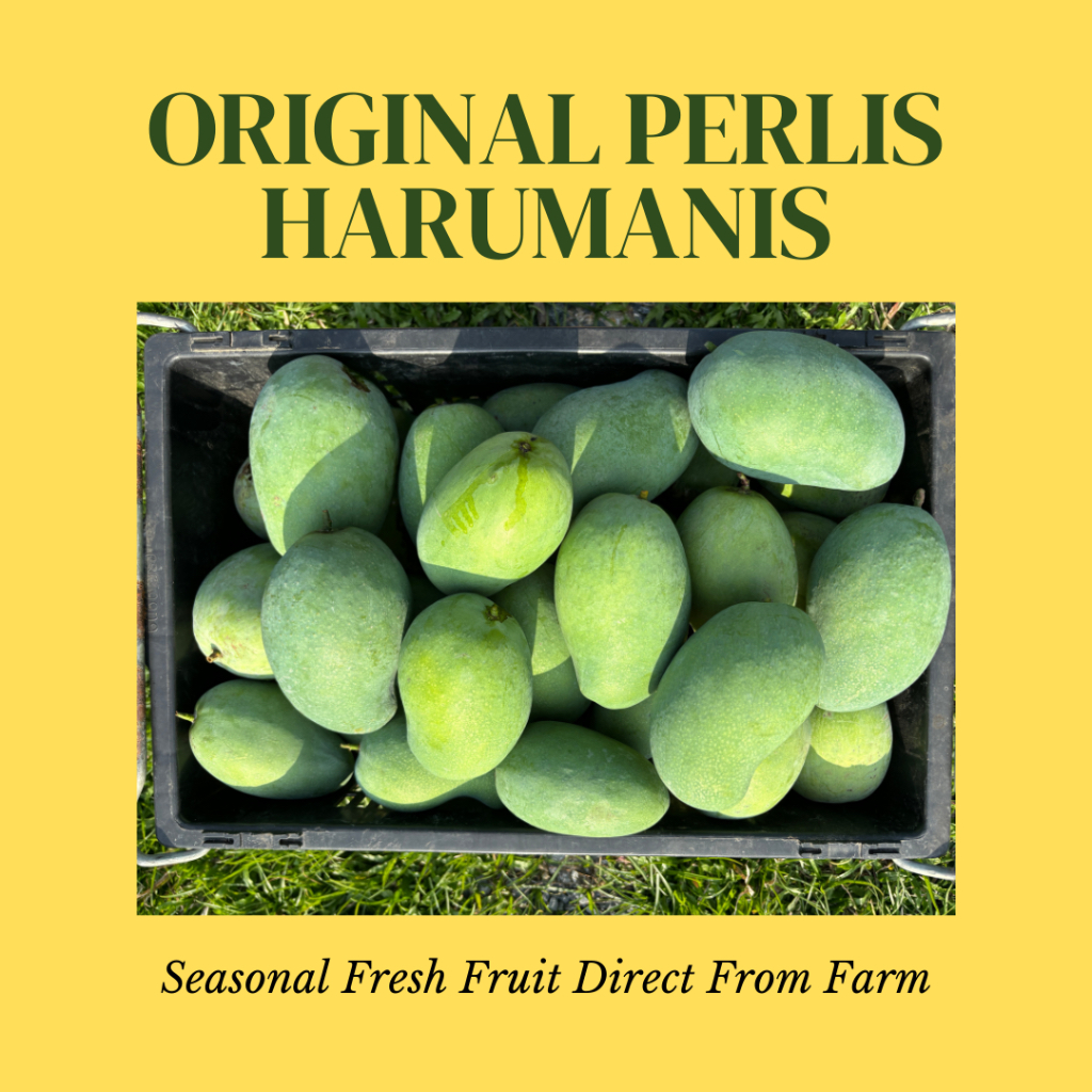 Harumanis Perlis Mango (Grade A & AAA) | Shopee Malaysia