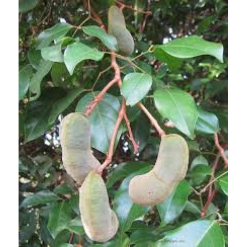 Anak pokok genuak / kerdas 1 pokok dalam polibag | Shopee Malaysia