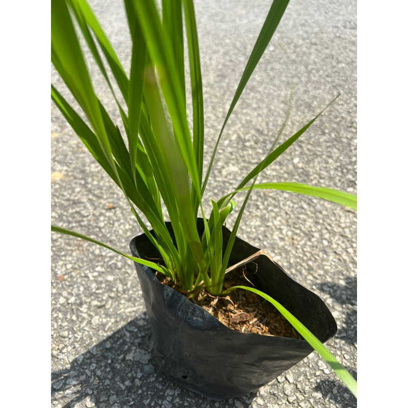 Jerangau Pokok Ubat Tradisional : Daun Jerangau | Shopee Malaysia