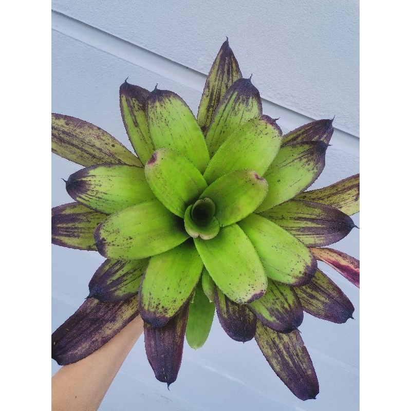 Neoregelia Strawberry Roan